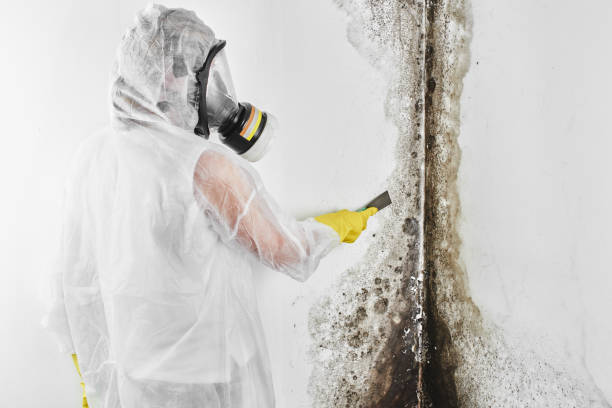 Best Commercial Mold Removal  in Bushyhead, OK