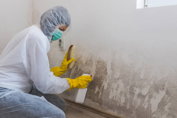 Best Crawl Space Mold Removal  in Bushyhead, OK