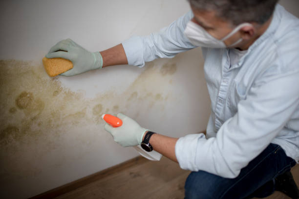 Best Certified Mold Removal  in Bushyhead, OK