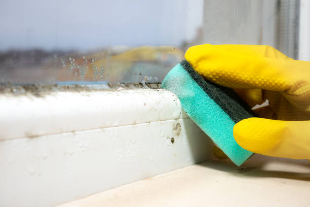 Best Mold Testing  in Bushyhead, OK