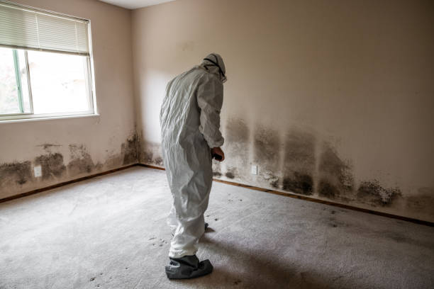 Best Emergency Mold Removal  in Bushyhead, OK